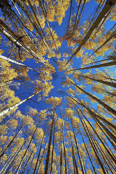 Colorado Aspens In The Fall, Straight Up - Vertical by Tim Stanley Colorado Aspens In The Fall, Straight Up - Vertical by Tim Stanley