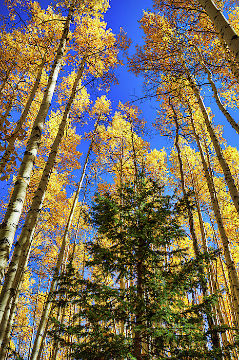 Green and Gold by Tim Stanley Green and Gold by Tim Stanley